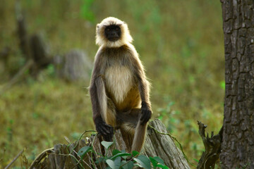 Image of Indian common grey langur monkey.