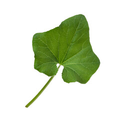 Fresh green burdock leaf isolated on transparent background, ideal for nature themed projects
