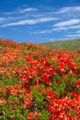 梅雨の青空に映えるレンゲツツジの群落6