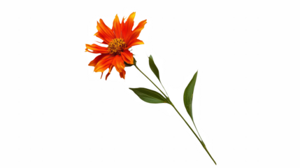 an orange flower with a yellow stem against a on a transparent background, PNG image, PNG file, Generative art.