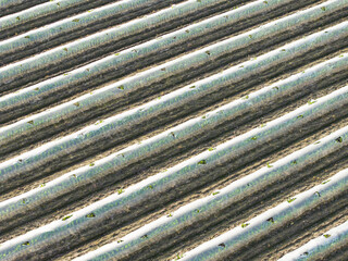 Overlook the rows of farmland on the farm