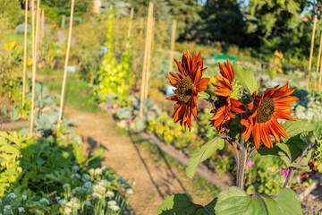 Red orange sunflowers blooming on tall stem among green plants in vegetable garden under warm...