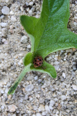 A close-up shot of a ladybug resting on a fresh green leaf against a sandy background, highlighting the vibrant contrast of nature and insect in a natural setting.