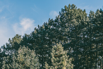 Tall pine trees forming dense forest with sunlit needles under clear blue sky on sunny day.
