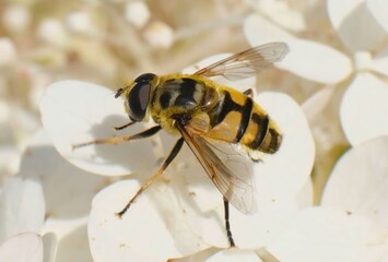 Striped beetle, bee collecting pollen from white hydrangea flowers