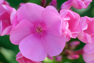 Close-up bud of pink fragrant garden plant phlox