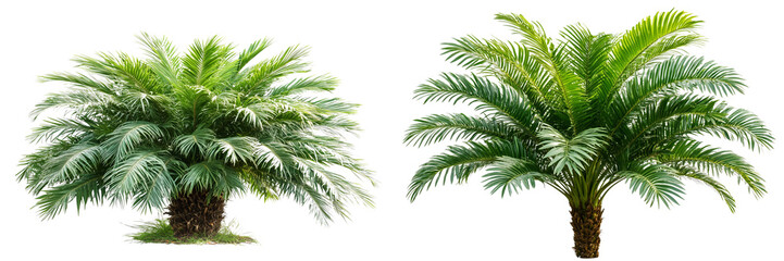 Fototapeta premium Set of a palm tree, isolated on a transparent background.