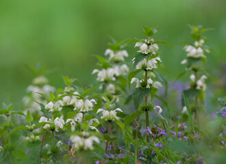 Beautiful close-up of lamium album