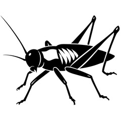 grasshopper isolated on white background