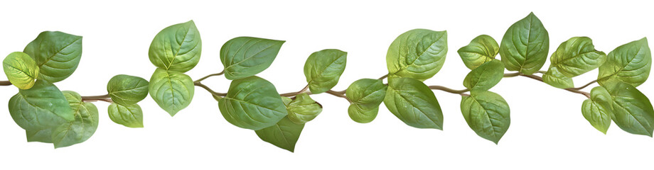 Obraz premium Green leafy vine with visible stem on trasparent background
