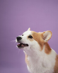 A Corgi gazes upward with a happy expression against a purple background. The portrait captures the dog friendly and joyful demeanor in a studio setting.