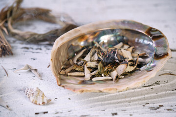 Burning sweetgrass (Hierochloe odorata) and white sage (Salvia apiana) in an iridescent abalone...