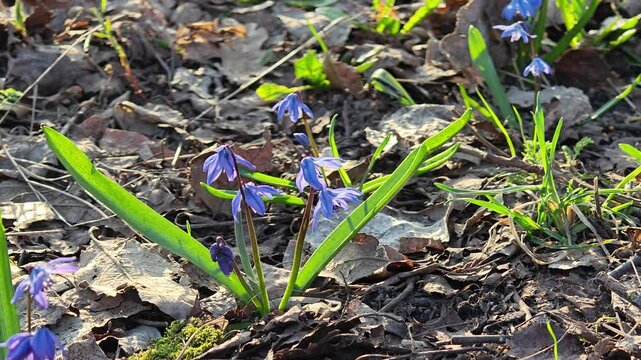 close-up view of cyan flowers scilla siberica (Siberian squill or wood squill) growing in soil, trembling on the wind. first spring sing in the city park.