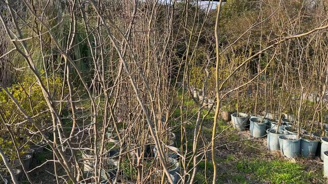 parrotia persica native Persian tree Caspian Hyrcanian forest in iran azerbaijan garden gilan green landscape meadow nature outdoors rural scenic spring summer view village weather woods nursery vase
