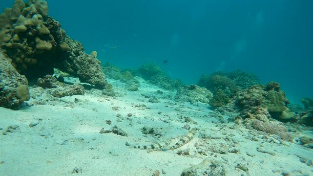a pair of Sand lizardfish resting on the ocean floor and swimming away
