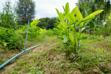 Lush foliage thrives in a vibrant green garden where young plants reach towards the sky, basking in natural light amidst a backdrop of thriving vegetation and tranquility.