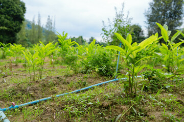 A lush green field displays vibrant plants reaching towards overcast skies, embodying growth and...