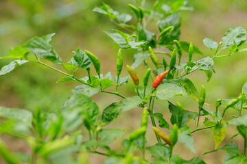 A vibrant collection of chili peppers adorns a lush green plant, showcasing their rich colors and varied ripeness amidst a natural backdrop filled with life and freshness.