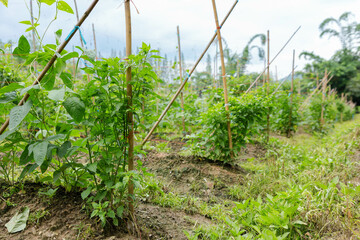 Rows of vibrant green plants climb tall bamboo stakes, thriving in rich soil beneath a cloudy sky,...