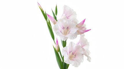 Fototapeta premium a white flower that is in a vase on a transparent background, PNG image, PNG file, Generative art.