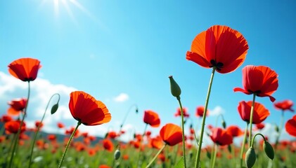 Naklejka premium Vibrant red poppies dancing in the wind under clear blue skies, poppy field, beauty