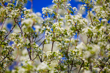 closeup cherry tree branch in blossom on blue sky background