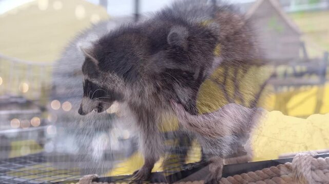 Common raccoons are cared for, petted, and fed by human hands in zoos. Raccoons are a native North American mammal. This is the largest species in the Raccoon family