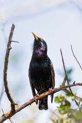 European Starling, Sturnus vulgaris, perched on tree stump