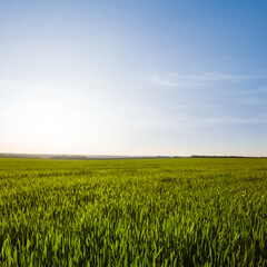 wide green rural field at the sunset, spring agricultural scene