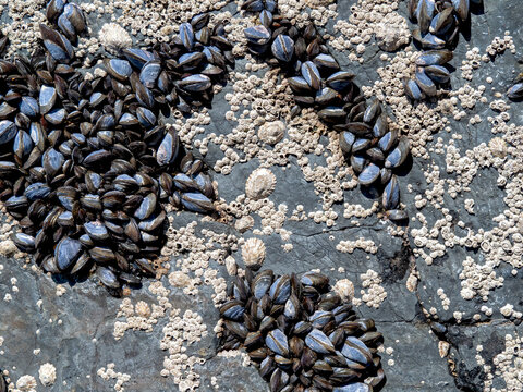 Mussels, barnacles and limpets on a rock