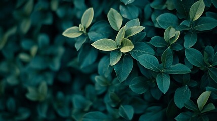 Lush green foliage close-up