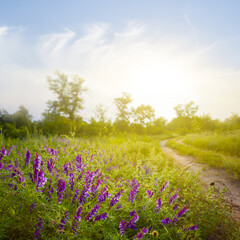 ground road among green forest glade at the sunset