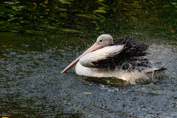 Pelican bird in a water, morning bath
