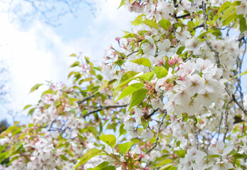 白い山桜(吉野の桜）の花
