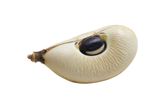A unique seed pod balancing gracefully on a smooth surface under soft lighting isolated on transparent background