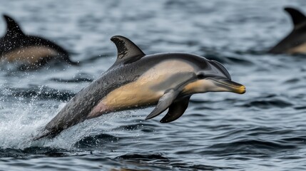 Obraz premium Jumping Dolphin in Ocean, Pods in Background