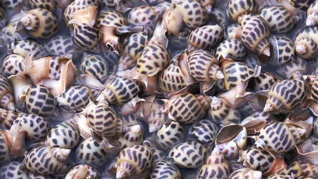 Fresh raw sweet snail or babylonia areolata in a water bowl are sold at the seafood market in central Vietnam