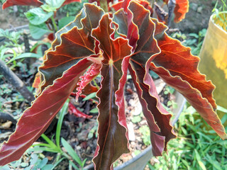A striking red and green plant with deeply ruffled, textured leaves captured in natural sunlight....