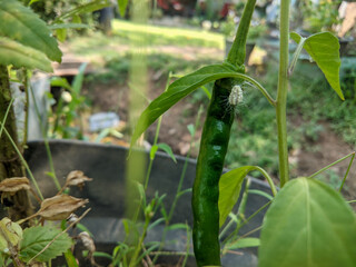 A large green chili pepper that is attacked by whitefly disease (Pseudococcidae), which can affect the life of the chili plant.