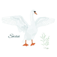 White swan bird with spread wings watercolor vintage on a white background vector illustration editable hand draw