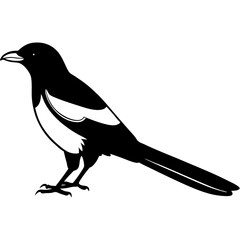 Magpie vector on white background
