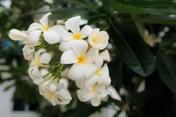 White frangipani flowers bloom gently in the sun, their soft fragrance drifting on a warm tropical breeze