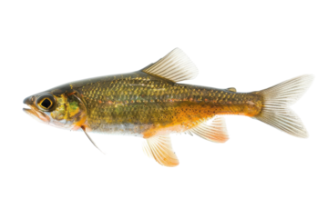 Colorful freshwater fish gliding gracefully through crystal-clear waters in a serene environment isolated on transparent background