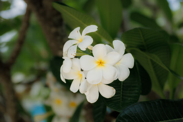 White frangipani flowers bloom gently in the sun, their soft fragrance drifting on a warm tropical breeze