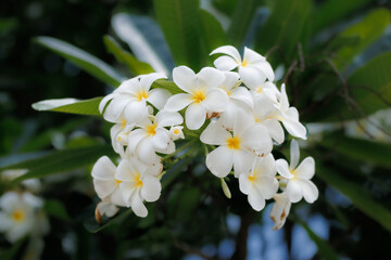 White frangipani flowers bloom gently in the sun, their soft fragrance drifting on a warm tropical breeze