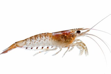 Intricate details of a shrimp specimen captured in a scientific study on marine life diversity isolated on transparent background