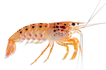 Detailed close-up of a vibrant shrimp showcasing its vivid colors and intricate patterns isolated on transparent background