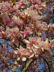 Beautiful Magnolia Tree Blossom with Pink Flowers on Blue Sky Background