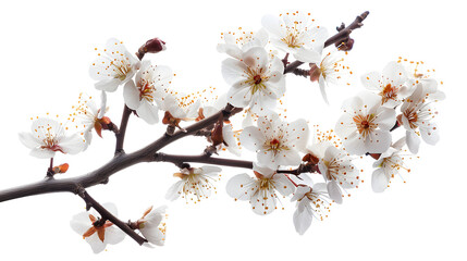 Cherry Plum Blossoms in Early Spring: A Vibrant Image of Nature's Beauty