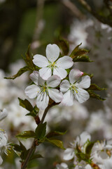 Okame cherry blossom on a tree twig on a sunny spring day close-up